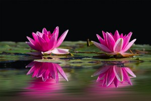 water-lilies-481984_640