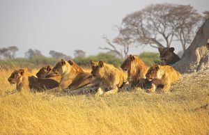 Löwen jagen im Rudel